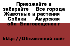 Приезжайте и забирайте. - Все города Животные и растения » Собаки   . Амурская обл.,Благовещенск г.